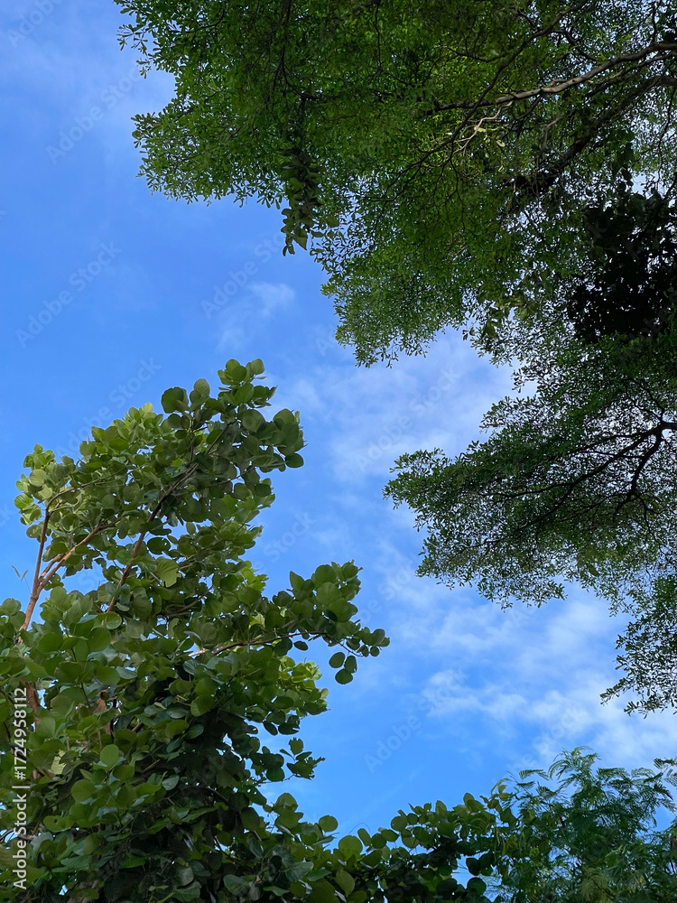 Fototapeta premium Beautiful green leaves blue sky nature background.