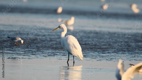 A great egret (Egretta alba) catches fish in a lake