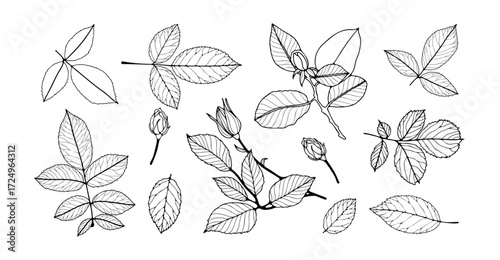 Rose flowers, branches with leaves, and buds isolated on a white background. Hand-drawn sketch or outline of rose flowers with branches and leaves.