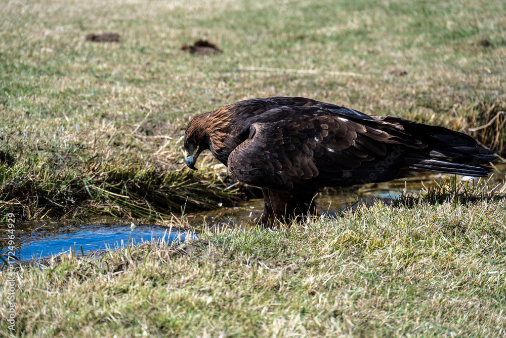 Obraz premium A beautiful brown golden eagle surveys its surroundings in search of food in the Altai Mountains.