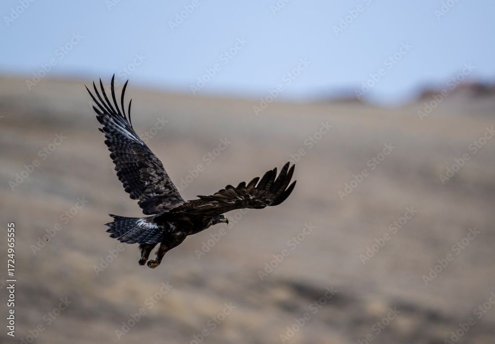 Obraz premium A beautiful brown golden eagle surveys its surroundings in search of food in the Altai Mountains.