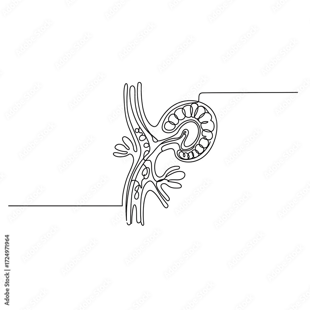 Fototapeta premium Single line art drawing of a human nephron or kidney structure, black and white, renal concept