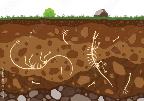 Soil layers with bones. Surface horizons with fossil reptile skeleton, upper layer of earth structure with mixture of organic matter, minerals. Buried lizard bones in dirt and underground clay layer