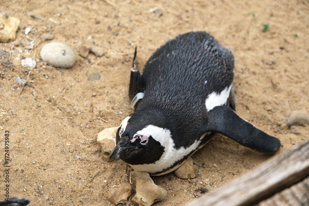 Fototapeta premium African penguin (Spheniscus demersus), or Cape penguin, on its front on land.