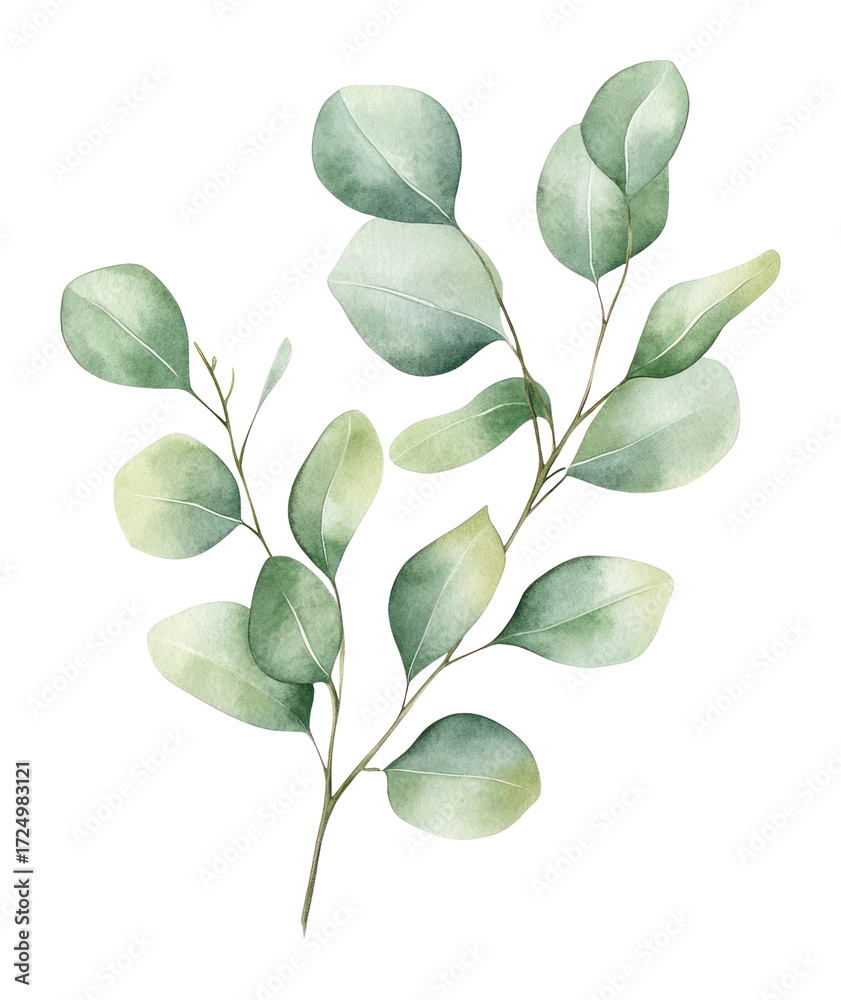 Fototapeta premium PNG Eucalyptus leave branche art illustration watercolor.
