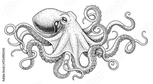 An intricately drawn black and white illustration of a cephalopod with eight tentacles.