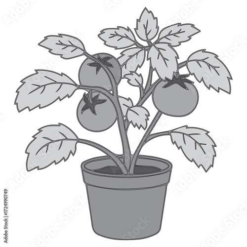 Potted Tomato Plant