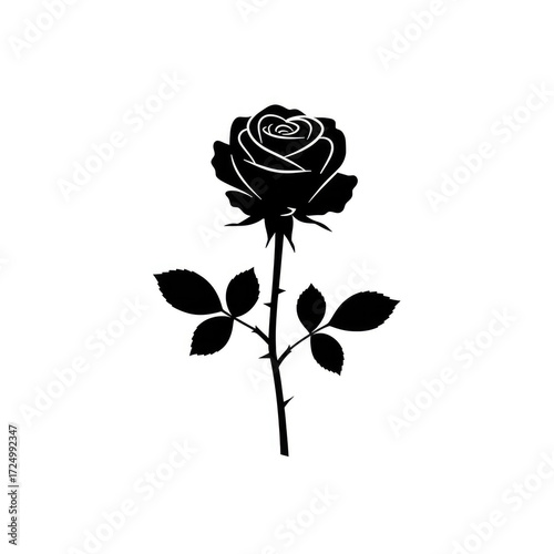 red rose on white background
