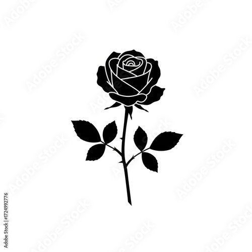 red rose on white background