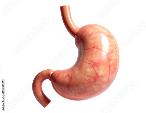 Highly detailed human stomach anatomy showing structure and texture isolated on a white background