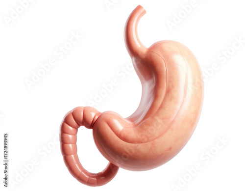 Highly detailed human stomach anatomy showing structure and texture isolated on a white background