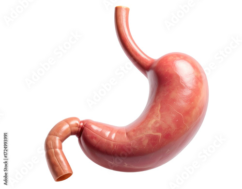 Highly detailed human stomach anatomy showing structure and texture isolated on a white background