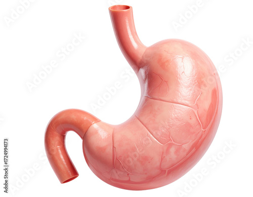 Highly detailed human stomach anatomy showing structure and texture isolated on a white background