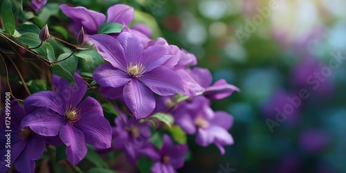 Vibrant purple clematis flowers in bloom with lush green leaves in sunlight