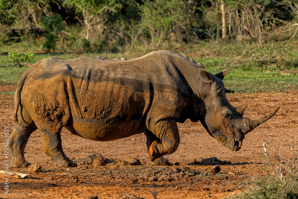 Fototapeta premium White rhinoceros (Ceratotherium simum) hanging around in Hlane National Park in Eswatini also known as Swaziland 