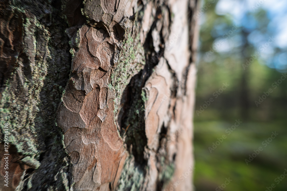 Obraz premium Pine forest in still autumn day.
