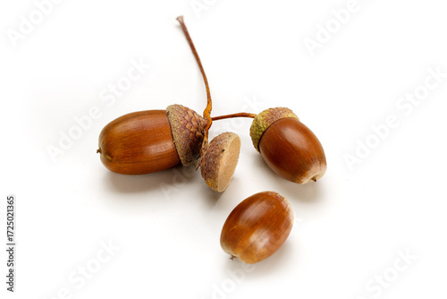 Acorns isolated on white background.
