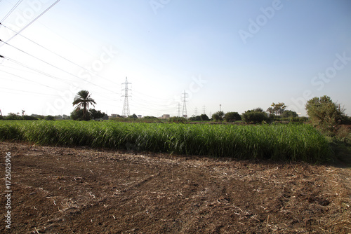 green grass, wind, and power lines