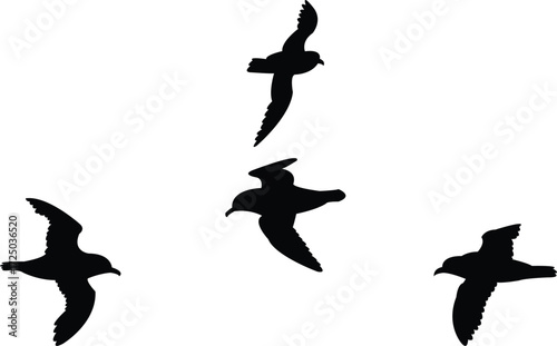 Flying Antarctic petrel Bird Silhouette Design And Vector Illustration. 
