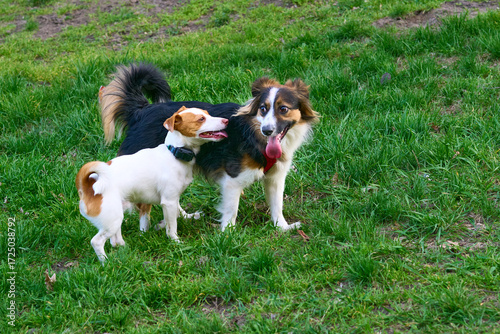 Photography Two cheerful dogs are playing,walking on a green lawn