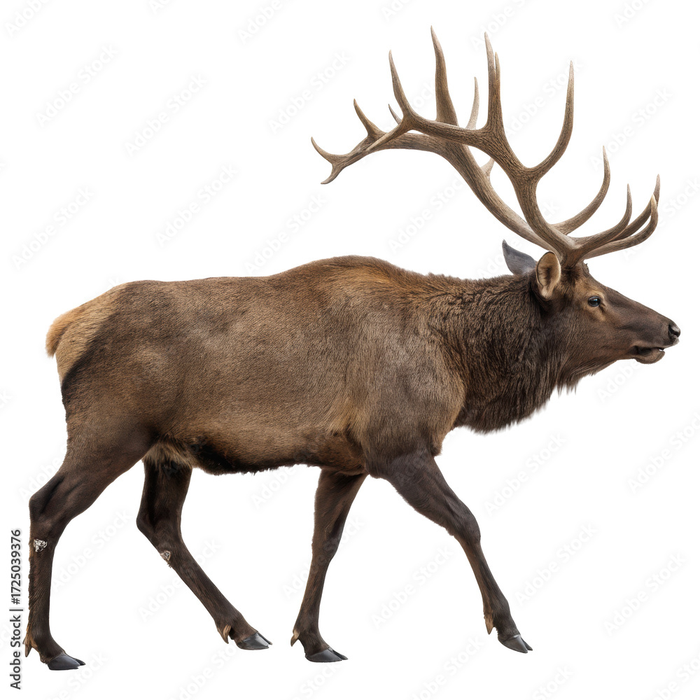 Fototapeta premium Full-body view of a moose with dark brown fur and large antlers, wild animal isolated on white background. PNG