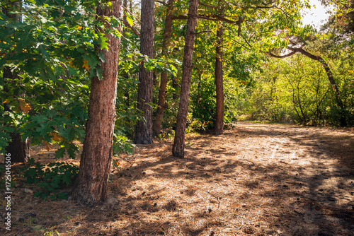 View of a forest path with sunlight and shadows on the forest floor strewn with pine needles. The photo was taken at the end of the summer season in the Dutch province of North Brabant.