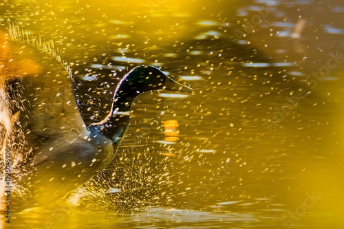 Coot splashing water on a golden lake