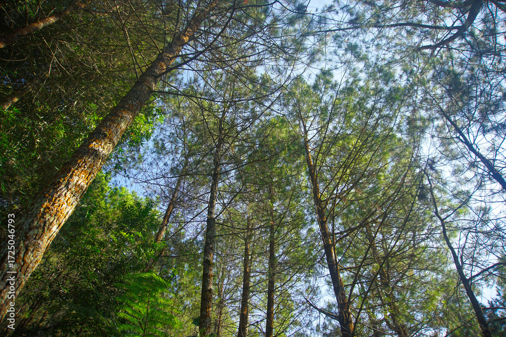 Fototapeta premium Looking Up Through the Pine Tree Canopy to the Blue Sky