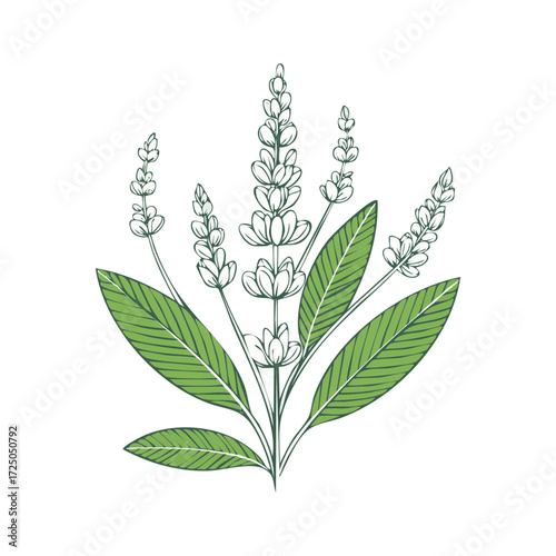 Lavender plant drawing