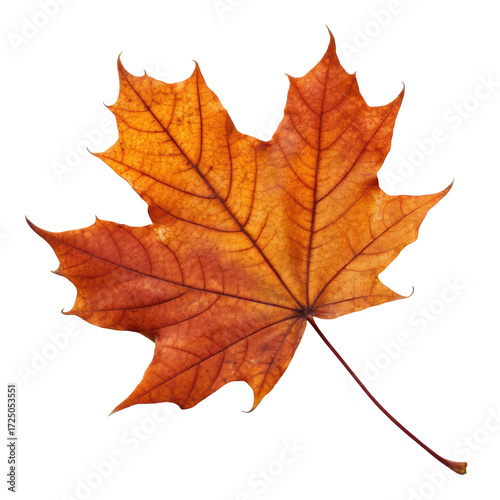 Wallpaper Mural Single maple leaf in warm autumn hues of orange and red, seasonal foliage isolated on white background. PNG Torontodigital.ca
