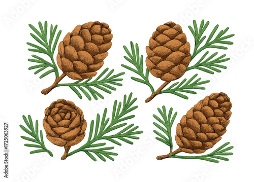 Hand-drawn pine cones with green pine needles illustration on white background