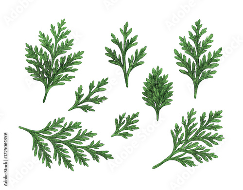 Detailed botanical illustration of green herb sprigs on white background