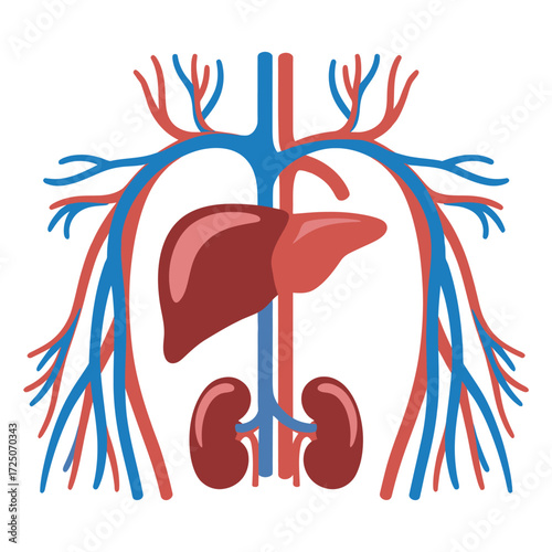 Detailed Human Organs and Circulatory System Vector Illustration, organ vector, organs vector 