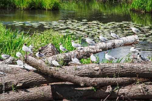 Birds perched on fallen logs beside a serene pond surrounded by lush greenery in a tranquil natural habitat