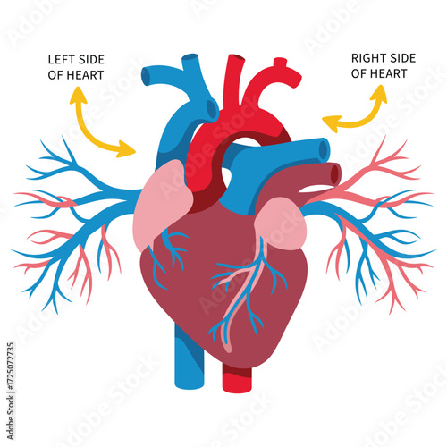 Human Heart Diagram Vector – Anatomical Medical Illustration with Labels
