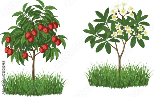Vector illustration of tropical fruit tree with ripe red lychees and frangipani flowering tree with white blossoms in garden