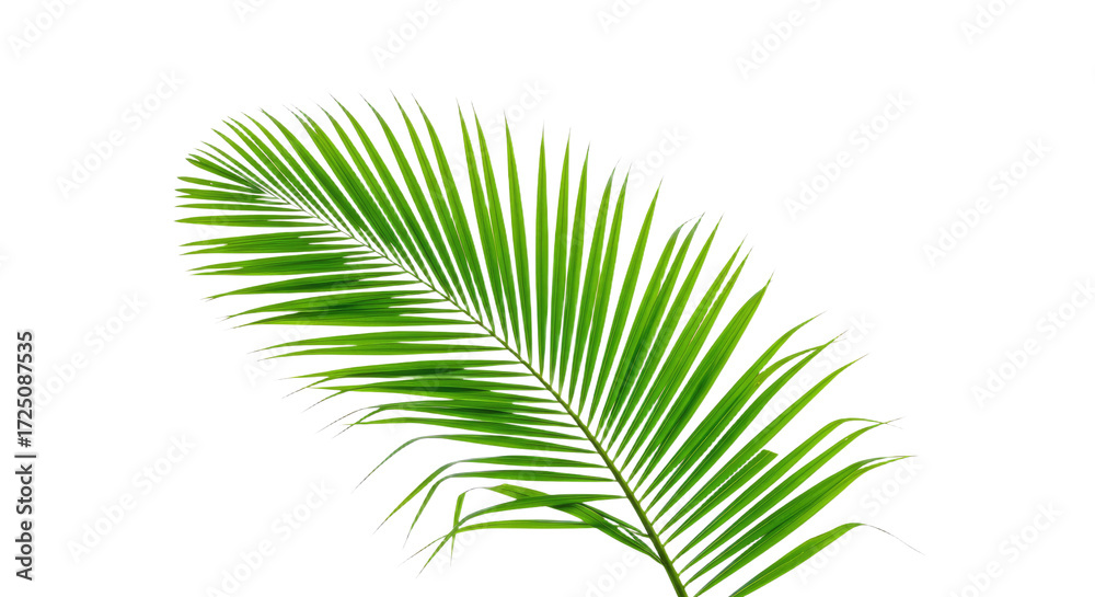Fototapeta premium Single vibrant green palm frond isolated 1.