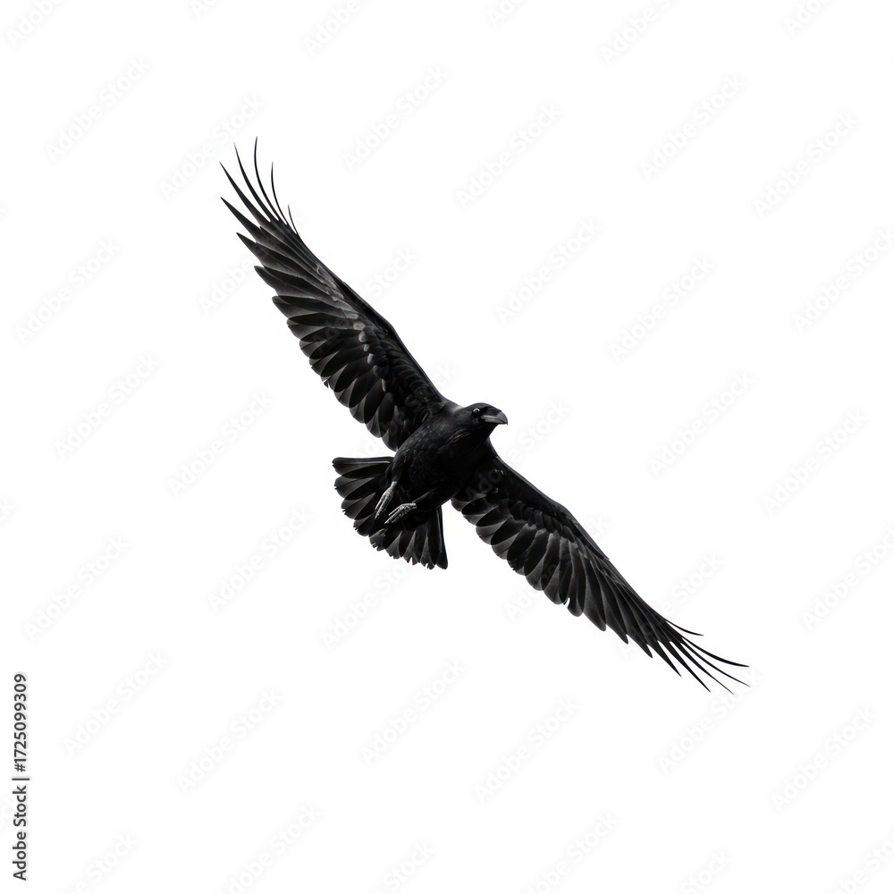 Obraz premium Soaring bird of prey, dark plumage, wings outstretched, isolated view