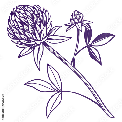 gomphrena globosa buddy purple on white background 