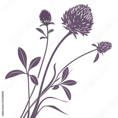 gomphrena globosa buddy purple with leaves