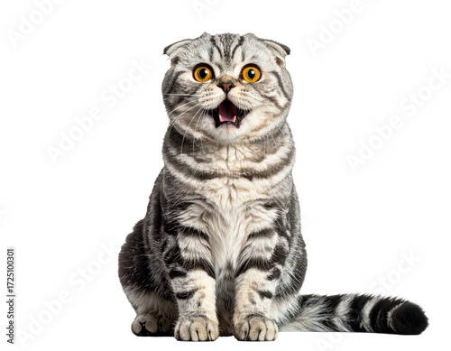 Wallpaper Mural Surprised Scottish Fold cat, wide-eyed, open mouth Torontodigital.ca