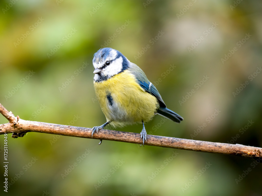 Fototapeta premium Blaumeise&nbsp;(Cyanistes caeruleu)