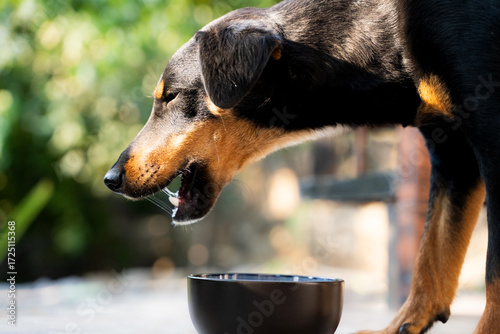 Foto Black and brown dog eating from bowl outdoors, funny pet feeding on pavement dur