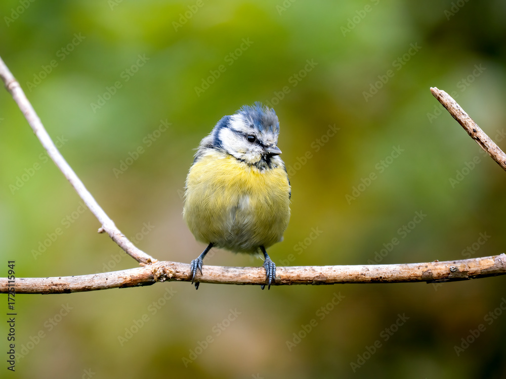 Obraz premium Blaumeise&nbsp;(Cyanistes caeruleu)