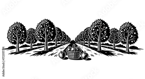 Scenic Orchard Landscape Black and White Art of Apple Trees and Baskets Harvest
