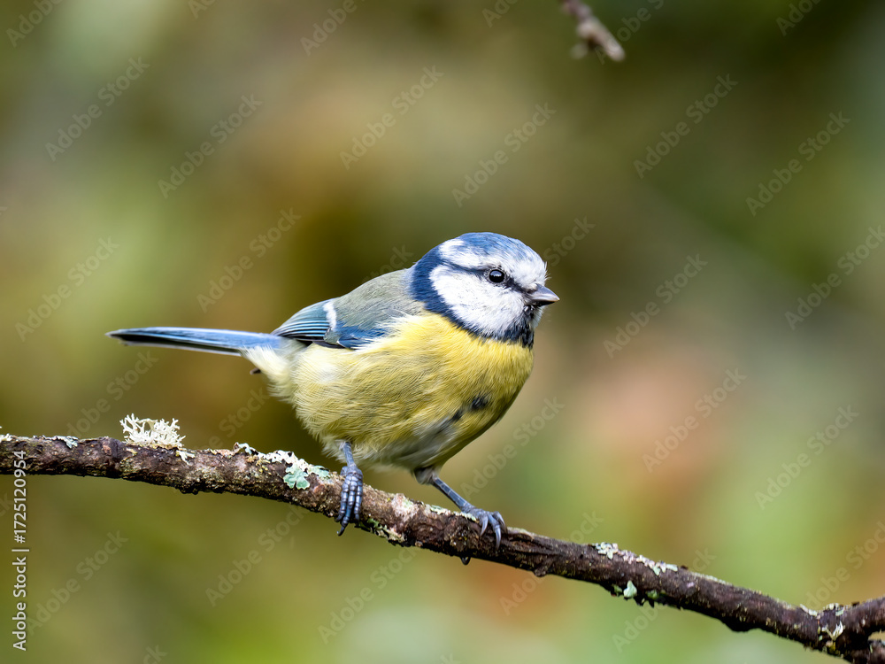Obraz premium Blaumeise&nbsp;(Cyanistes caeruleu)