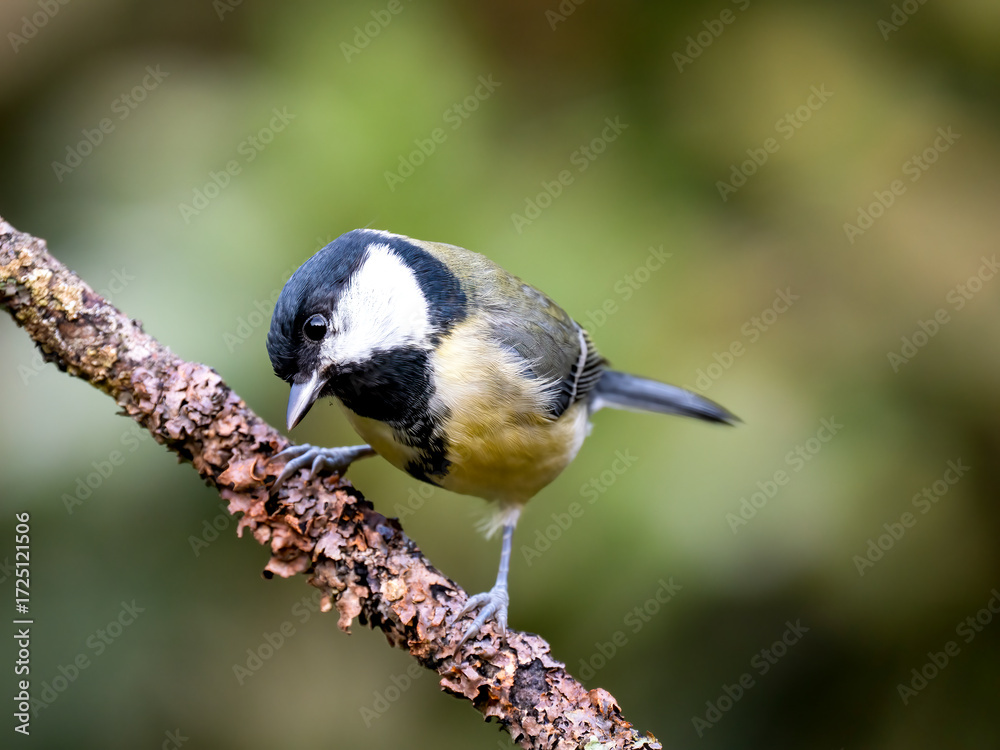 Obraz premium Kohlmeise (Parus major)