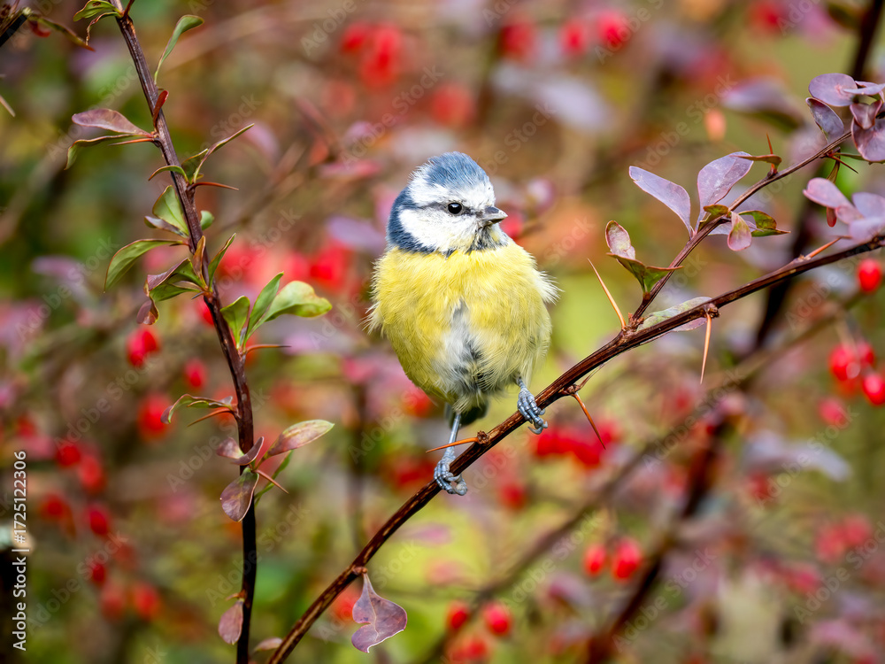 Fototapeta premium Blaumeise&nbsp;(Cyanistes caeruleu)
