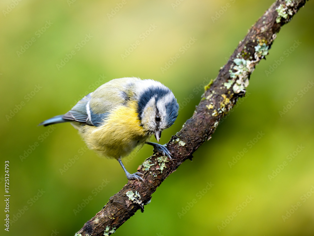 Obraz premium Blaumeise&nbsp;(Cyanistes caeruleu)