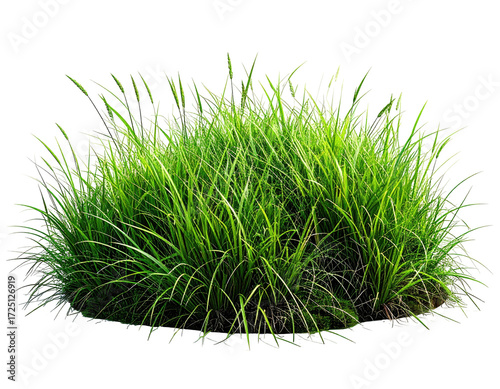 Lush green grass clump